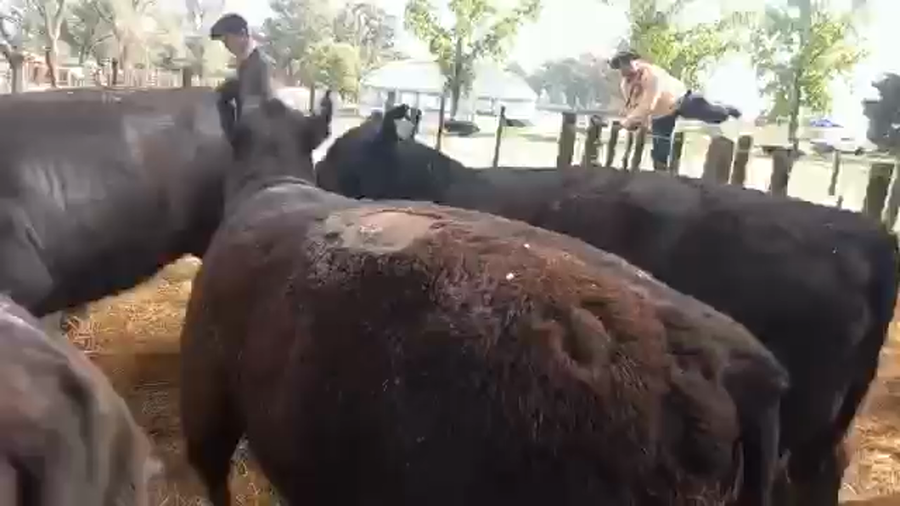 Lote "Corral 22 Vaq. PC para entorar ""Arandu"""