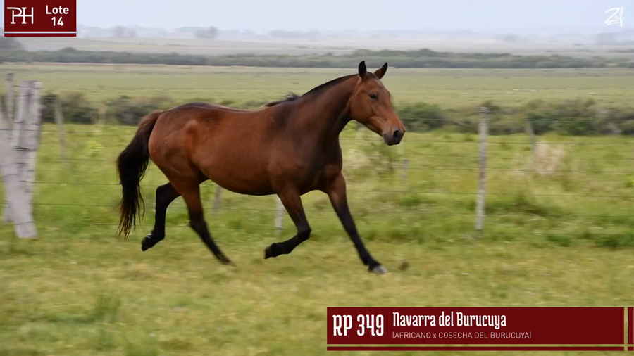 Lote NAVARRA DEL BURUCUYA