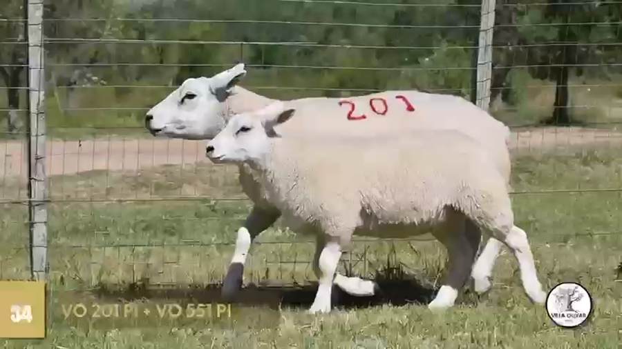 Lote 2 Borregas a remate en Texel Don Amilcar y Villa Olivar, Canelones