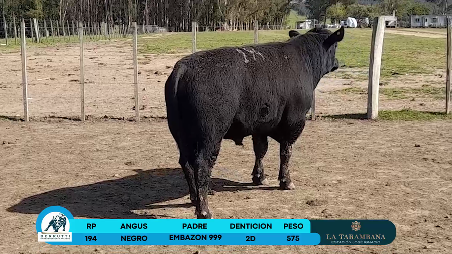 Lote Toros Angus a remate en Los Clase A 575kg - , Rocha