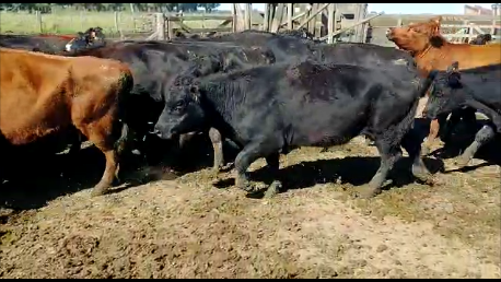 Lote 35 Vacas para Invernar de 380 kg, en Rauch, Buenos Aires