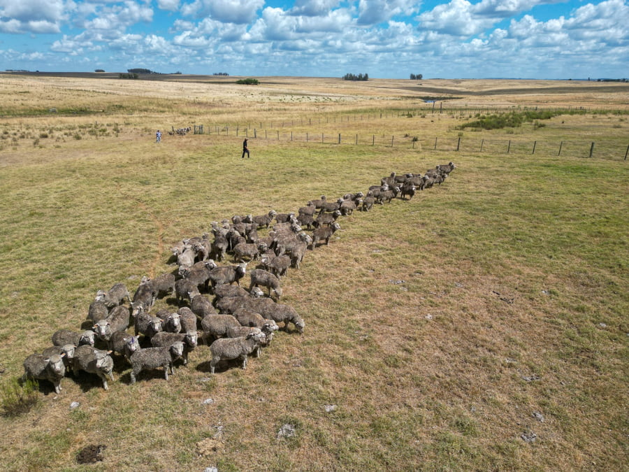 Lote Vientres tatuadas MO