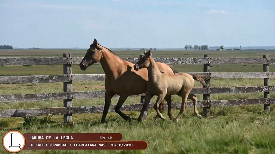 Lote ARUBA DE LA LEGUA