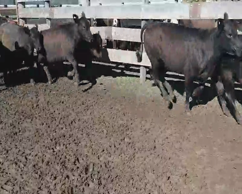 Lote 42 Terneras en Villaguay, Entre Ríos