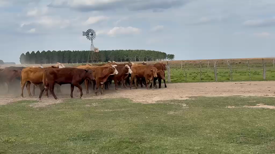 Lote 70 Novillitos en Corrientes, Santo Tomé