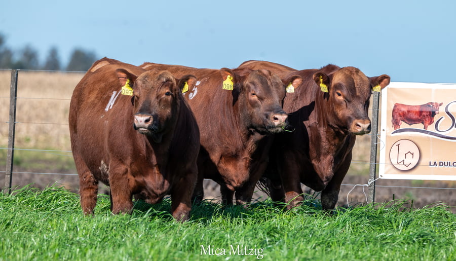 Lote TORO ANGUS P.C.