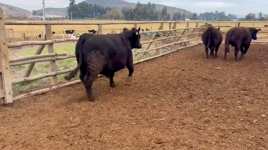 Lote 27 Novillo Gordo en Melipilla, Región Metropolitana