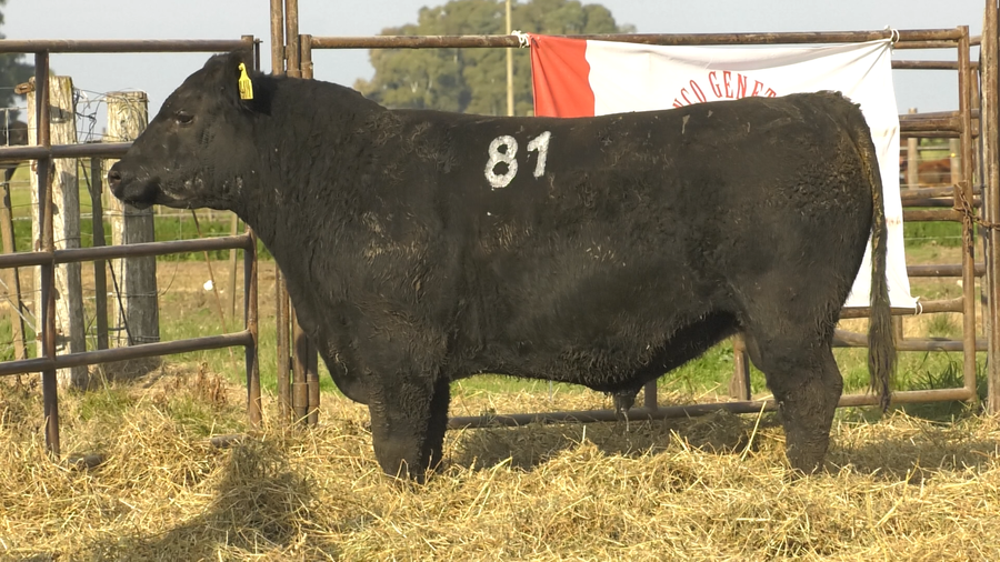 Lote TOROS ANGUS NEGROS  PC