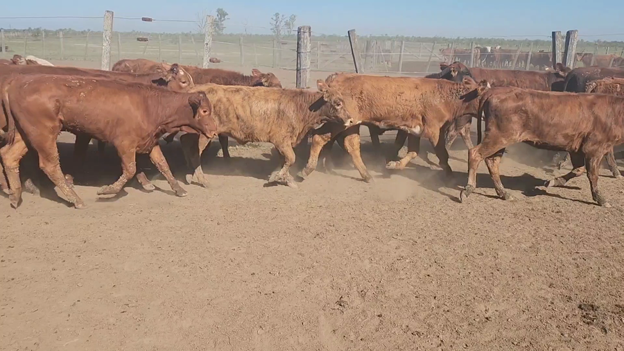 Lote 110 Terneras en Clorinda, Formosa