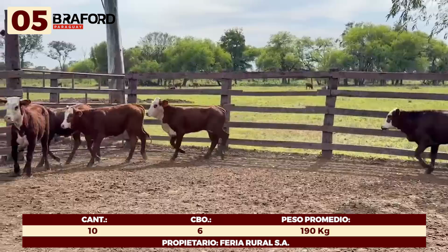 Lote LOTE 5 - HEMBRAS TIPO BRAFORD