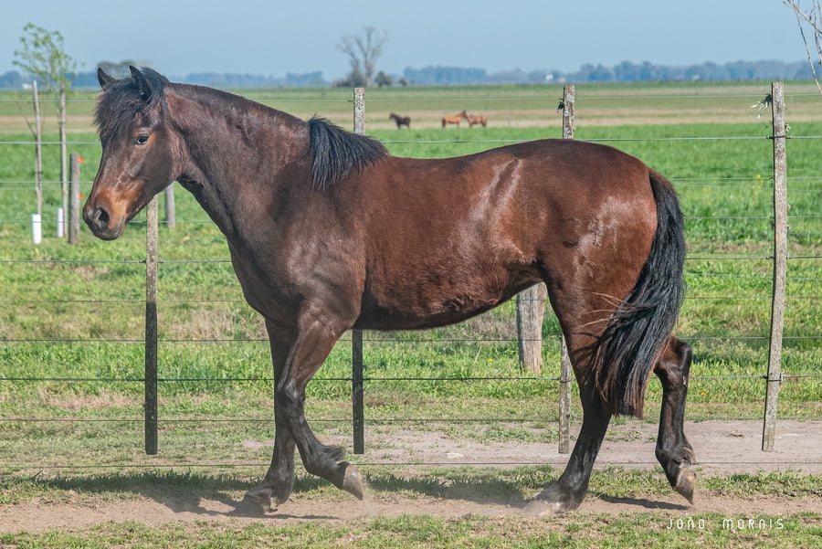 Lote Afianzado Charata