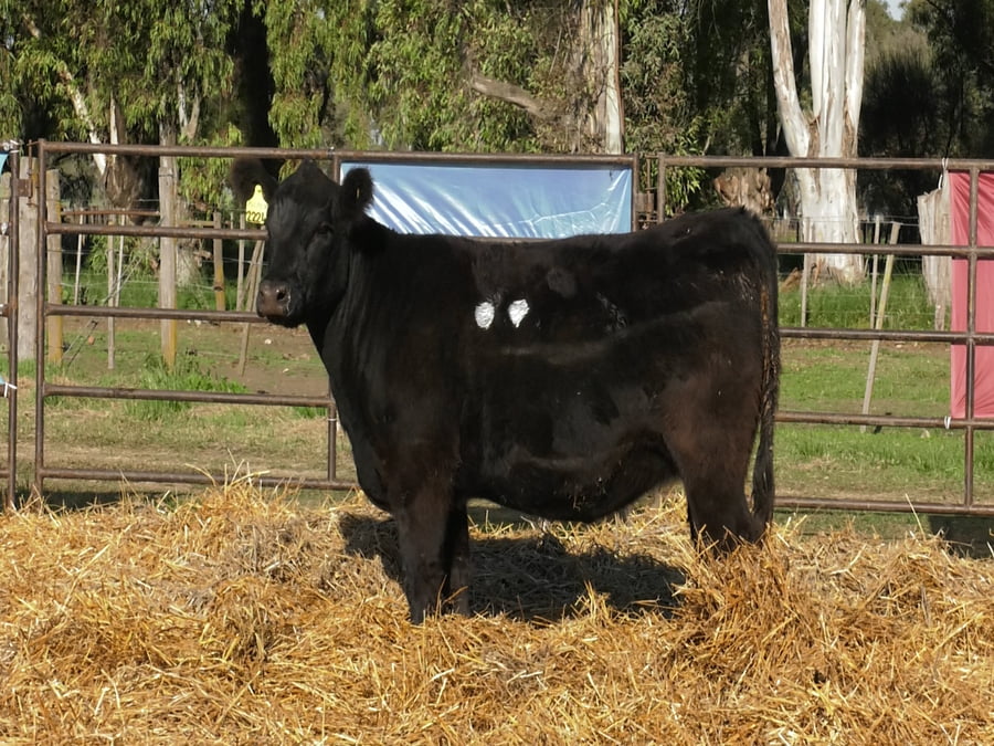 Lote VAQUILLONAS ANGUS  PP