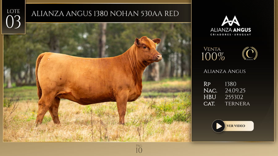 Lote ALIANZA ANGUS 1380 NOHAN 530AA RED