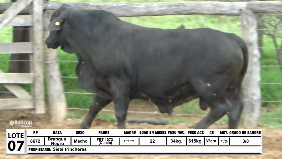 Lote Lote 7