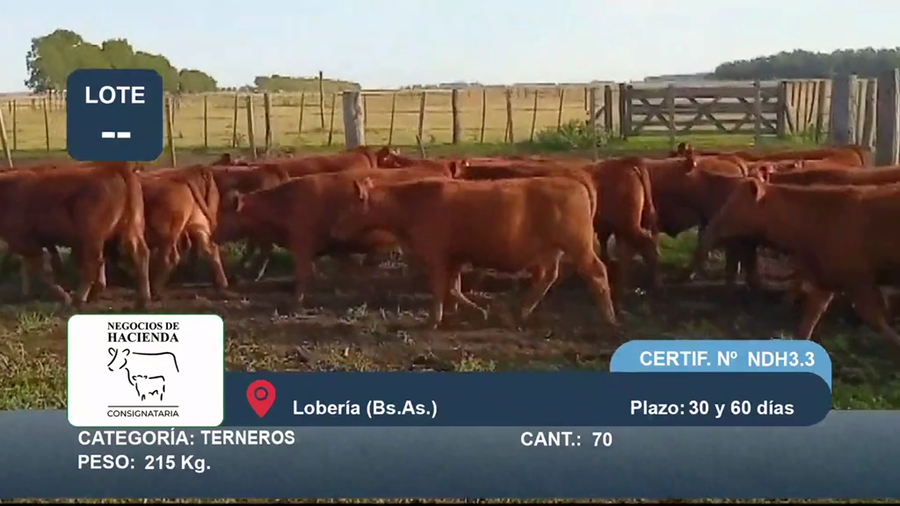Lote 70 Terneros en Buenos Aires, Loberia