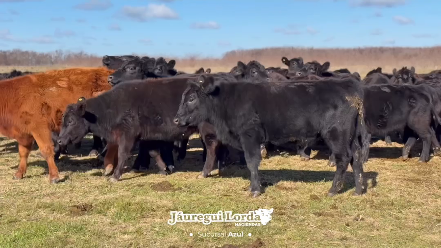 Lote 52 Terneros