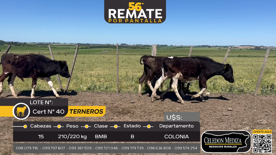Lote 15 Terneros en Campana, Colonia
