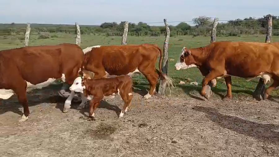Lote 50 Vaquillonas preñadas en Corrientes, Curuzú-Cuatiá