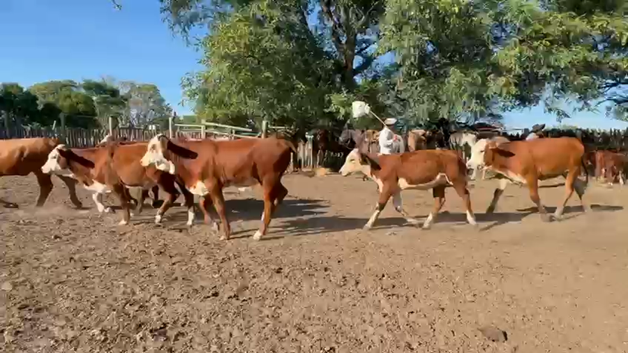 Lote 110 Terneros/as a término