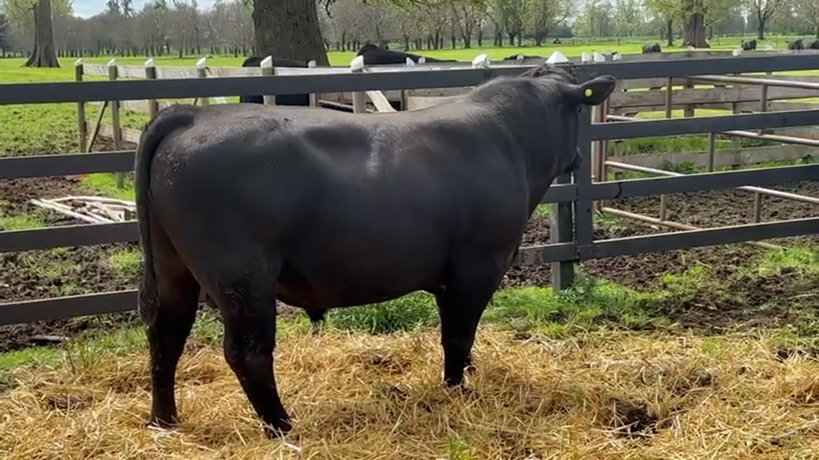 Lote 1 Toro