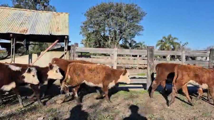 Lote 60 Terneros/as