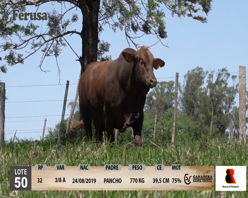 Lote Ganadera Santa Cecilia - Lote 50