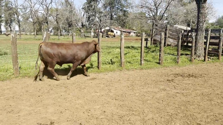Lote Toros Brangus de "San Simon"