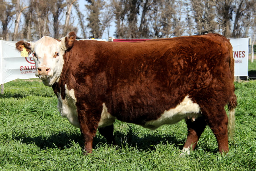 Lote Vaq PP Preñada