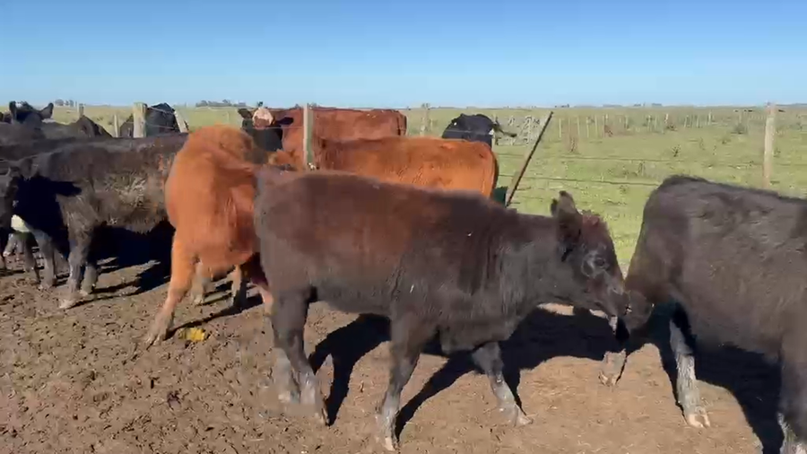 Lote 70 Terneras en Buenos Aires, Azul