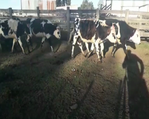 Lote Novillos