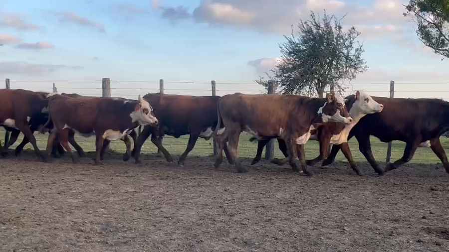 Lote 35 Vaquillonas preñadas en Corrientes, Curuzú-Cuatiá