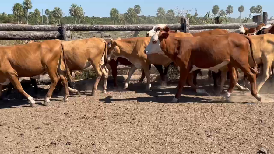 Lote 60 Terneros/as en Riacho He-He, Formosa