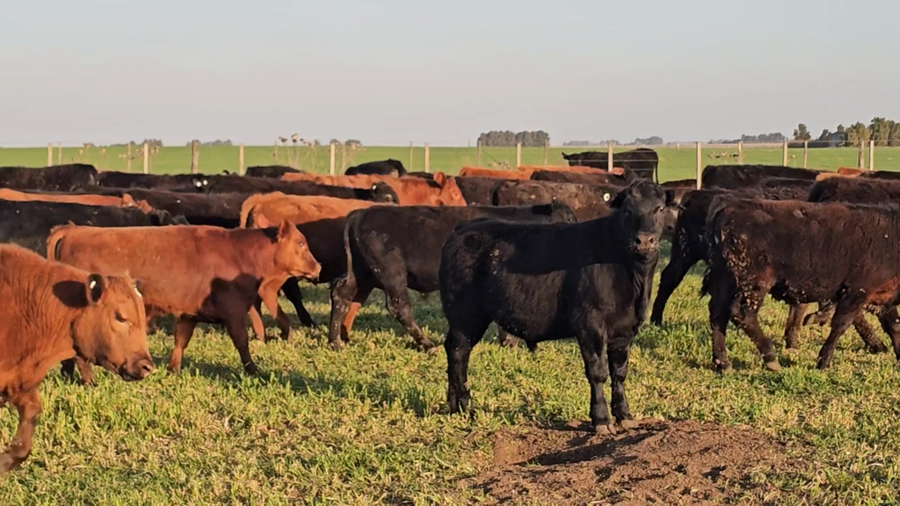Lote 300 Novillitos
