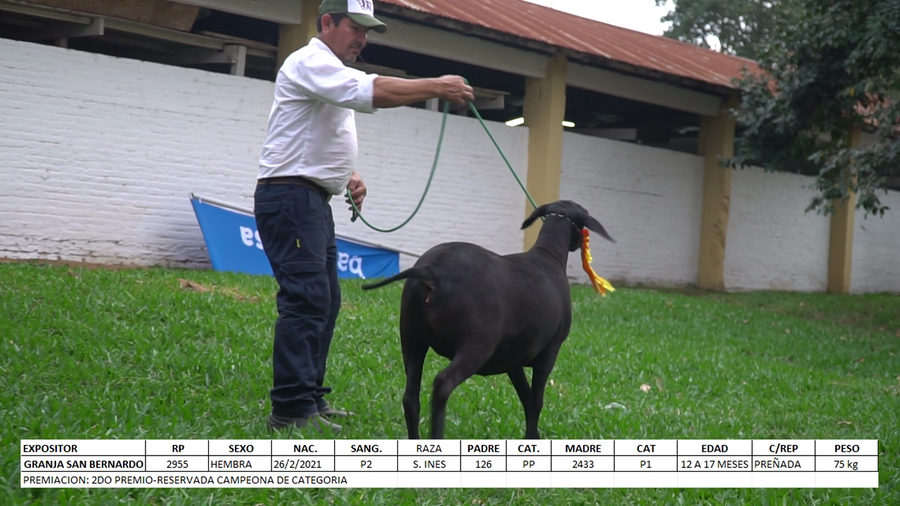 Lote Santa Inés Expo Internacional 2022 - Lote 36