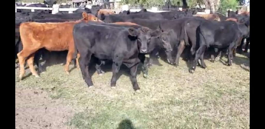 Lote 50 Terneros en Villaguay, Entre Ríos