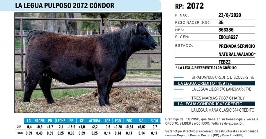 Lote VAQUILLONAS ANGUS  PP