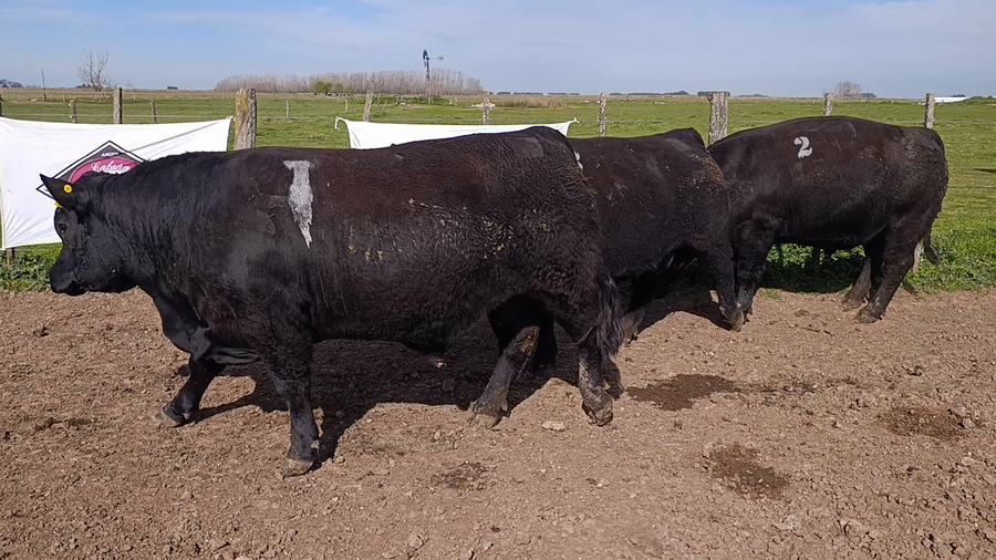Lote Toros