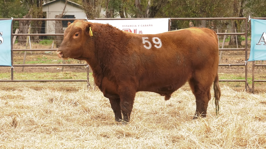 Lote TOROS ANGUS COLORADOS  PC