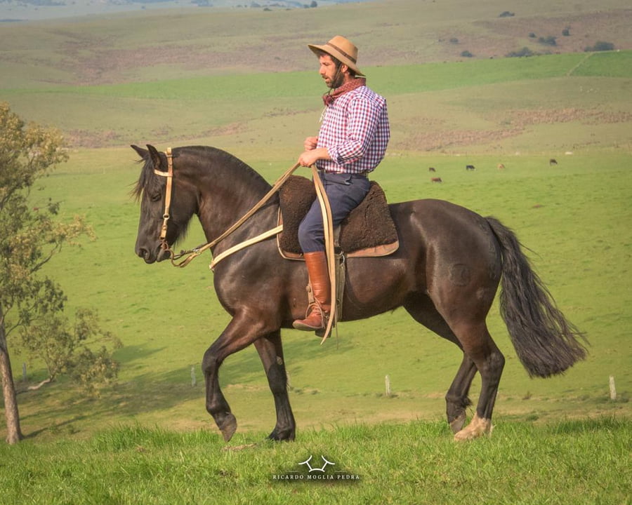 Lote Criollos da Fronteira El Gavilán Jirafa RP: 348