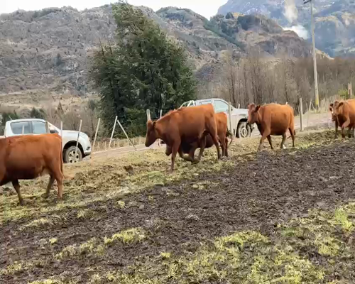 Lote 12 Vaca Preñada en XI Región Aysén, Coyhaique