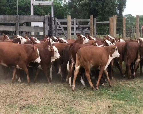 Lote 44 Vaquillonas en Ituzaingó, Corrientes