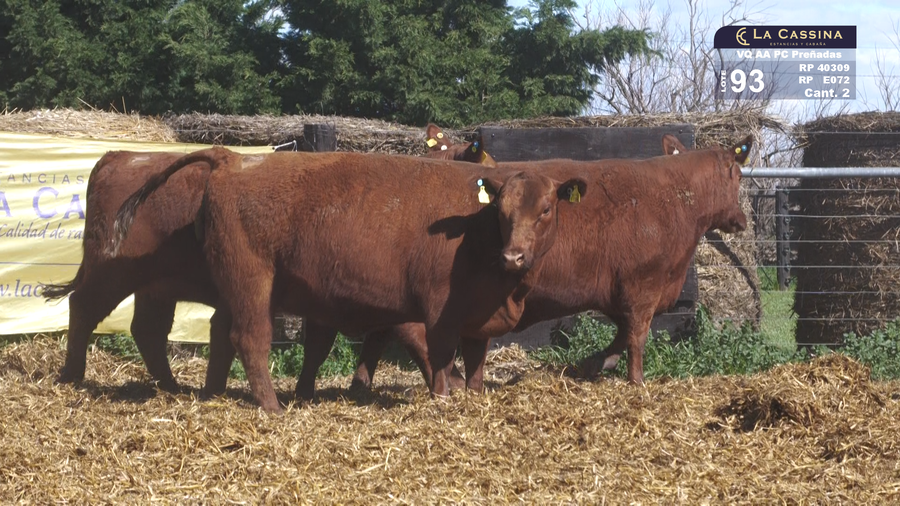 Lote VAQUILLONAS PC Y MAS PREÑADAS PARICION PRIMAVERA COLORADAS