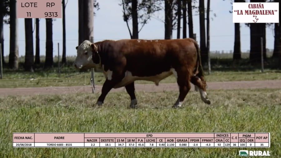 Lote Toros POLLED HEREFORD PI RP 9313 9404 9480