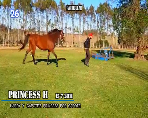 Lote PRINCESS H