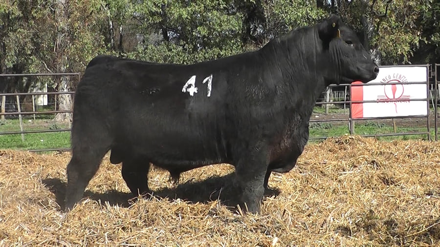 Lote ANGUS PURO CONTROLADO