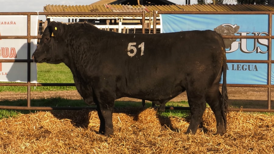 Lote TOROS ANGUS NEGROS PC