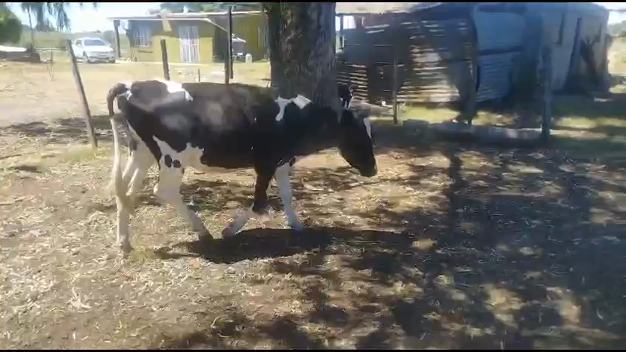 Lote 2 Vaquillonas  Holando a remate en Pantalla Camy en Rosario