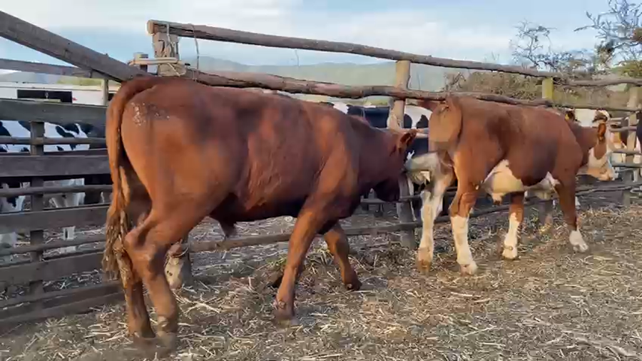 Lote 21 Novillo Engorda en La Ligua, V  Región Valparaíso