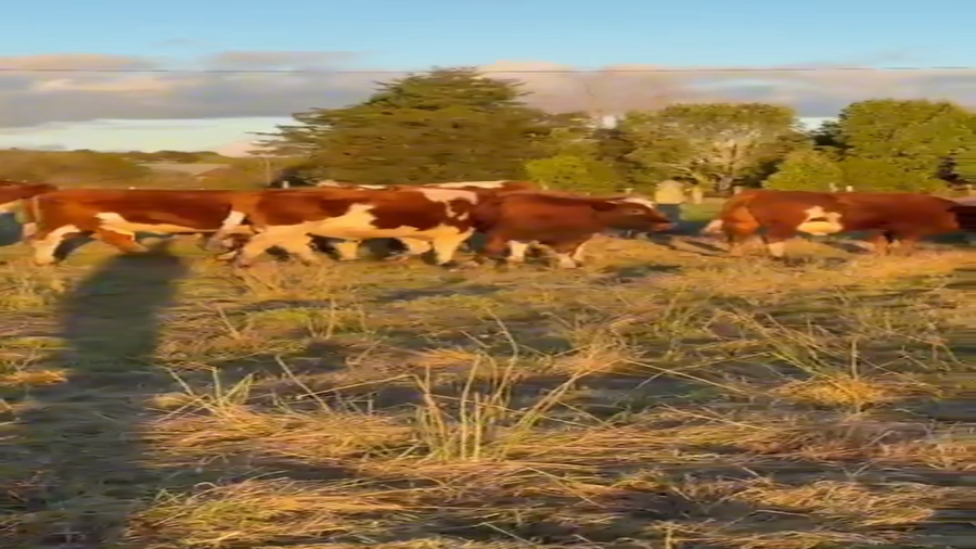 Lote 20 Novillo Engorda en X Región Los Lagos, Ancud