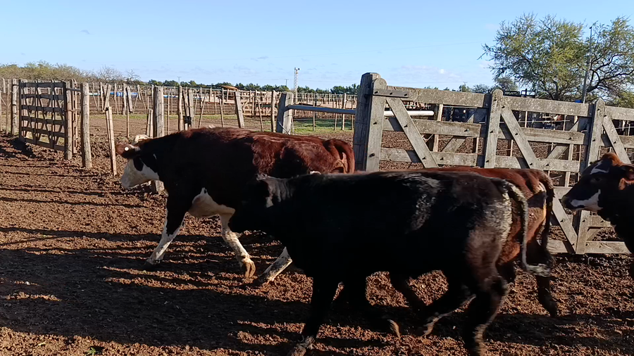 Lote 45 Novillitos y vaquillonas gordos Braford de Feed lot en Cululú, Santa Fe